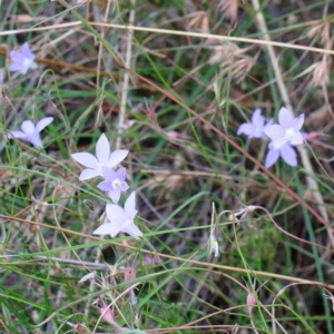 Wahlenbergia capillaris at O'Connor, ACT - 12 Feb 2022