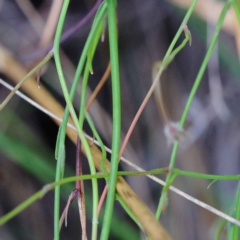 Wahlenbergia capillaris at O'Connor, ACT - 12 Feb 2022