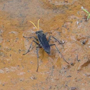 Fabriogenia sp. (genus) at O'Connor, ACT - 12 Feb 2022