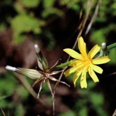 Chondrilla juncea (Skeleton Weed) at O'Connor, ACT - 12 Feb 2022 by ConBoekel