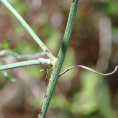 Chondrilla juncea at O'Connor, ACT - 12 Feb 2022 03:03 PM