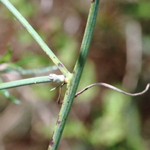 Chondrilla juncea at O'Connor, ACT - 12 Feb 2022 03:03 PM