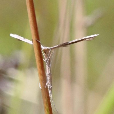 Platyptilia celidotus (Plume Moth) at O'Connor, ACT - 12 Feb 2022 by ConBoekel