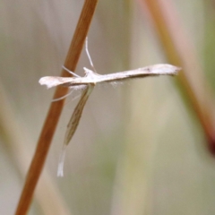 Platyptilia celidotus at O'Connor, ACT - 12 Feb 2022 02:26 PM