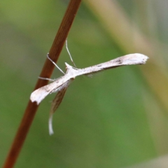 Platyptilia celidotus at O'Connor, ACT - 12 Feb 2022 02:26 PM