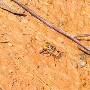 Eristalinus (genus) at O'Connor, ACT - 12 Feb 2022 02:54 PM