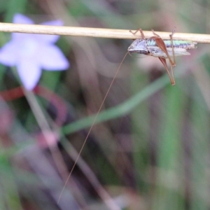 Conocephalomima barameda at O'Connor, ACT - 12 Feb 2022