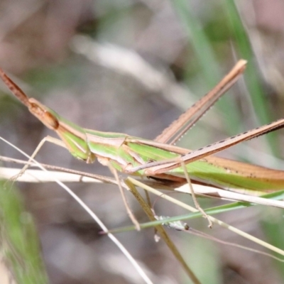 Acrida conica (Giant green slantface) at O'Connor, ACT - 12 Feb 2022 by ConBoekel