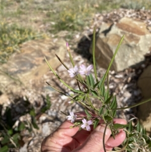 Epilobium billardiereanum at Hackett, ACT - 12 Feb 2022