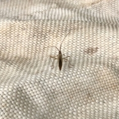 Mutusca brevicornis at Molonglo Valley, ACT - 13 Feb 2022