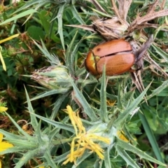 Anoplognathus sp. (genus) (Unidentified Christmas beetle) at Aranda Bushland - 13 Feb 2022 by KMcCue