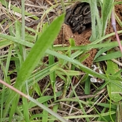 Tasmanicosa sp. (genus) (Tasmanicosa wolf spider) at Griffith, ACT - 13 Feb 2022 by SRoss