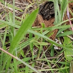 Tasmanicosa sp. (genus) (Unidentified Tasmanicosa wolf spider) at Griffith, ACT - 12 Feb 2022 by SRoss