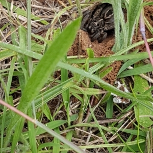 Tasmanicosa sp. (genus) at Griffith, ACT - 13 Feb 2022 10:59 AM