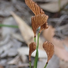 Schizaea bifida (Forked Comb Fern) at Hyams Beach, NSW - 12 Feb 2022 by AnneG1