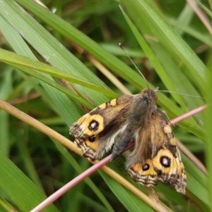 Junonia villida at Griffith, ACT - 13 Feb 2022 10:50 AM