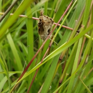 Junonia villida at Griffith, ACT - 13 Feb 2022