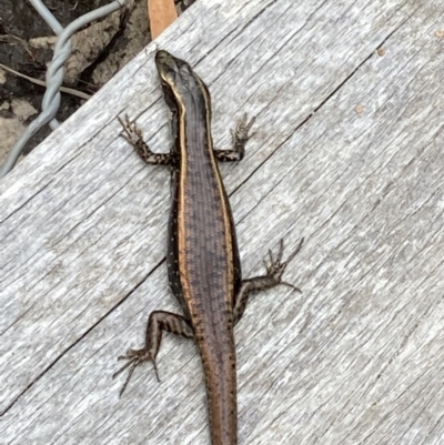 Eulamprus quoyii (Eastern Water Skink) at Hyams Beach, NSW - 12 Feb 2022 by AnneG1