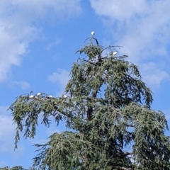 Threskiornis molucca (Australian White Ibis) at Wangaratta, VIC - 12 Feb 2022 by Darcy
