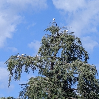 Threskiornis molucca (Australian White Ibis) at Wangaratta, VIC - 11 Feb 2022 by Darcy