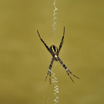 Argiope sp. (genus) at Mount Stuart, QLD - 4 Feb 2022 by TerryS