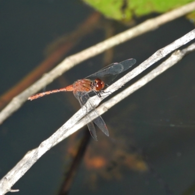 Diplacodes bipunctata at Mount Stuart, QLD - 5 Feb 2022 by TerryS