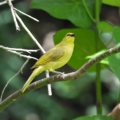 Stomiopera flava (Yellow Honeyeater) at Mount Stuart, QLD - 4 Feb 2022 by TerryS