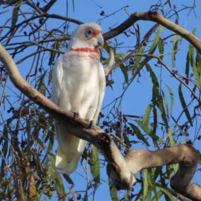 Cacatua tenuirostris (Long-billed Corella) at Mount Stuart, QLD - 6 Feb 2022 by TerryS