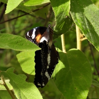 Hypolimnas bolina (Varied Eggfly) at Kelso, QLD - 5 Feb 2022 by TerryS