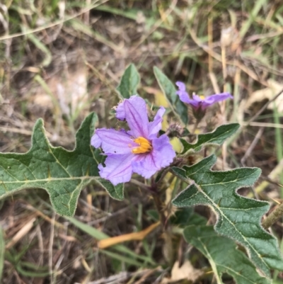 Solanum cinereum (Narrawa Burr) at Molonglo Valley, ACT - 13 Feb 2022 by WintersSeance