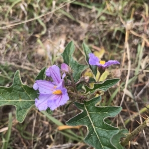 Solanum cinereum at Molonglo Valley, ACT - 13 Feb 2022