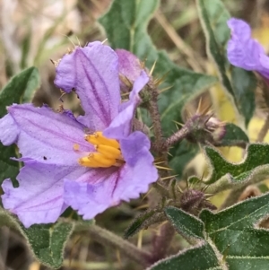 Solanum cinereum at Molonglo Valley, ACT - 13 Feb 2022