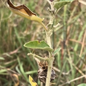 Solanum cinereum at Molonglo Valley, ACT - 13 Feb 2022