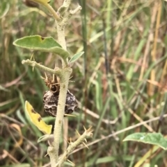 Solanum cinereum at Molonglo Valley, ACT - 13 Feb 2022