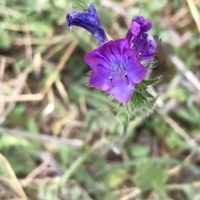 Echium plantagineum (Paterson's Curse) at Molonglo Valley, ACT - 13 Feb 2022 by WintersSeance