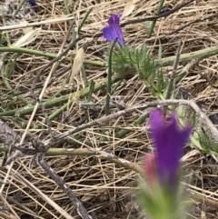 Echium plantagineum at Molonglo Valley, ACT - 13 Feb 2022 11:38 AM