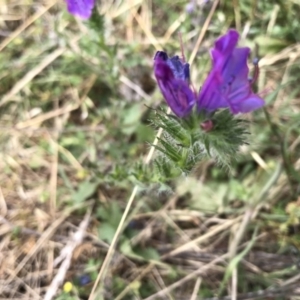 Echium plantagineum at Molonglo Valley, ACT - 13 Feb 2022 11:38 AM