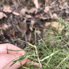 Xerochrysum viscosum (Sticky Everlasting) at Molonglo Valley, ACT - 13 Feb 2022 by WintersSeance