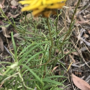 Xerochrysum viscosum at Molonglo Valley, ACT - 13 Feb 2022