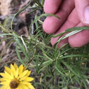 Xerochrysum viscosum at Molonglo Valley, ACT - 13 Feb 2022