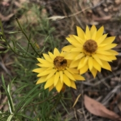 Xerochrysum viscosum at Molonglo Valley, ACT - 13 Feb 2022