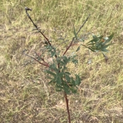 Acacia rubida (Red-stemmed Wattle, Red-leaved Wattle) at Molonglo Valley, ACT - 13 Feb 2022 by WintersSeance