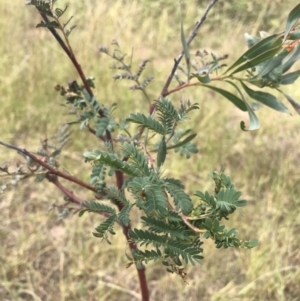 Acacia rubida at Molonglo Valley, ACT - 13 Feb 2022 12:22 PM