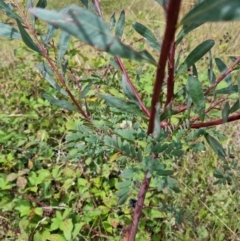 Acacia rubida (Red-stemmed Wattle, Red-leaved Wattle) at Molonglo Valley, ACT - 13 Feb 2022 by pixelnips