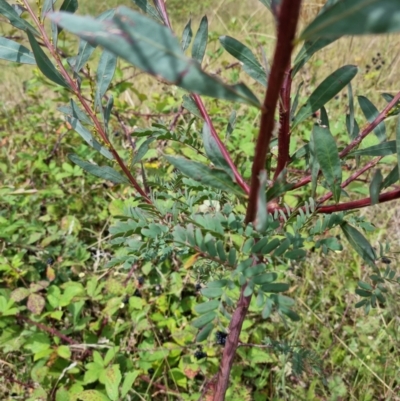 Acacia rubida (Red-stemmed Wattle, Red-leaved Wattle) at Molonglo Valley, ACT - 13 Feb 2022 by pixelnips