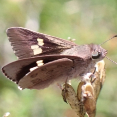 Mesodina halyzia (Eastern Iris-skipper) at Jerrawangala, NSW - 8 Feb 2022 by AnneG1