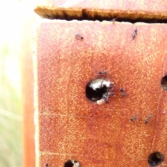 Formicidae (family) at Holder, ACT - 13 Feb 2022