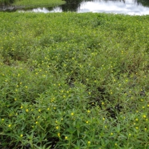 Ludwigia peploides subsp. montevidensis at Coombs, ACT - 13 Feb 2022