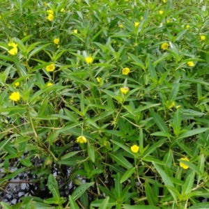 Ludwigia peploides subsp. montevidensis at Coombs, ACT - 13 Feb 2022