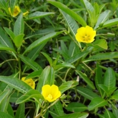 Ludwigia peploides subsp. montevidensis at Coombs, ACT - 13 Feb 2022